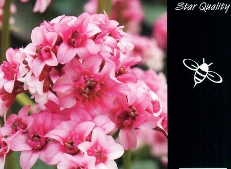 Bergenia 'Dragonfly Sakura' ® - Schoenlappersplant