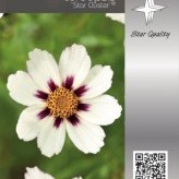 Coreopsis 'Star Cluster' ®