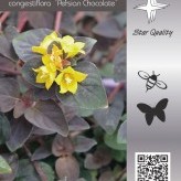 Lysimachia congestiflora 'Persian Chocolate'