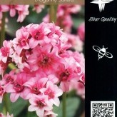 Bergenia 'Dragonfly Sakura' ®